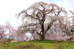 光林寺の枝垂桜