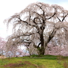 光林寺の枝垂桜