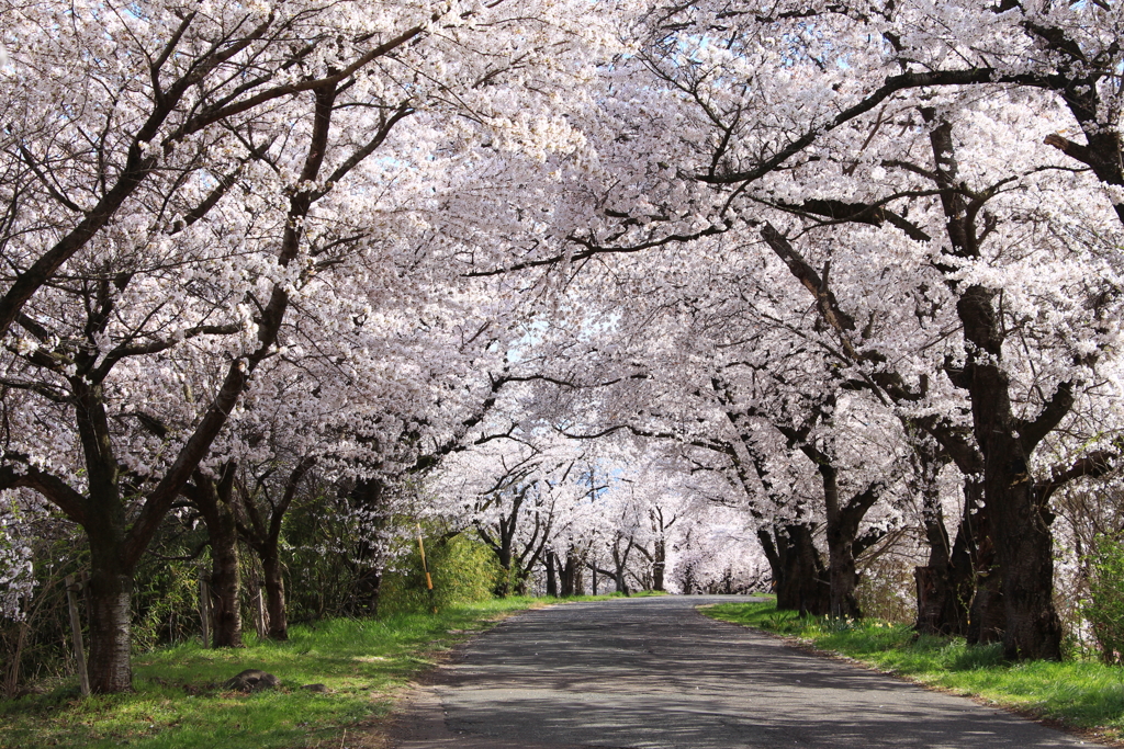 公園へ続く道