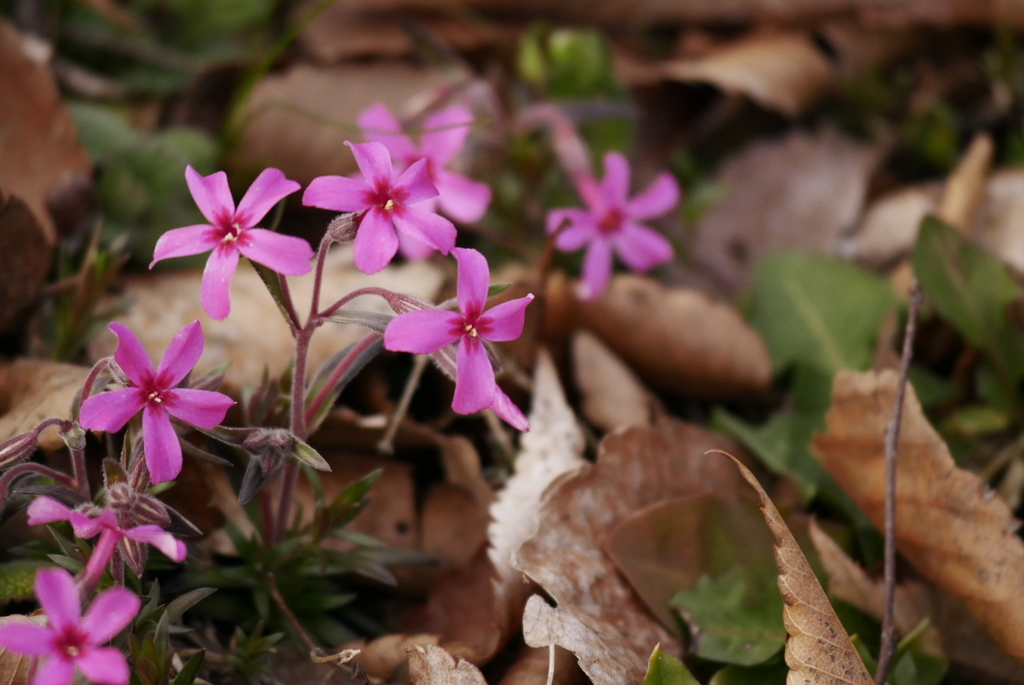 公園の花　シバザクラ　