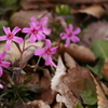 公園の花　シバザクラ　