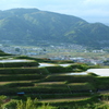 棚田