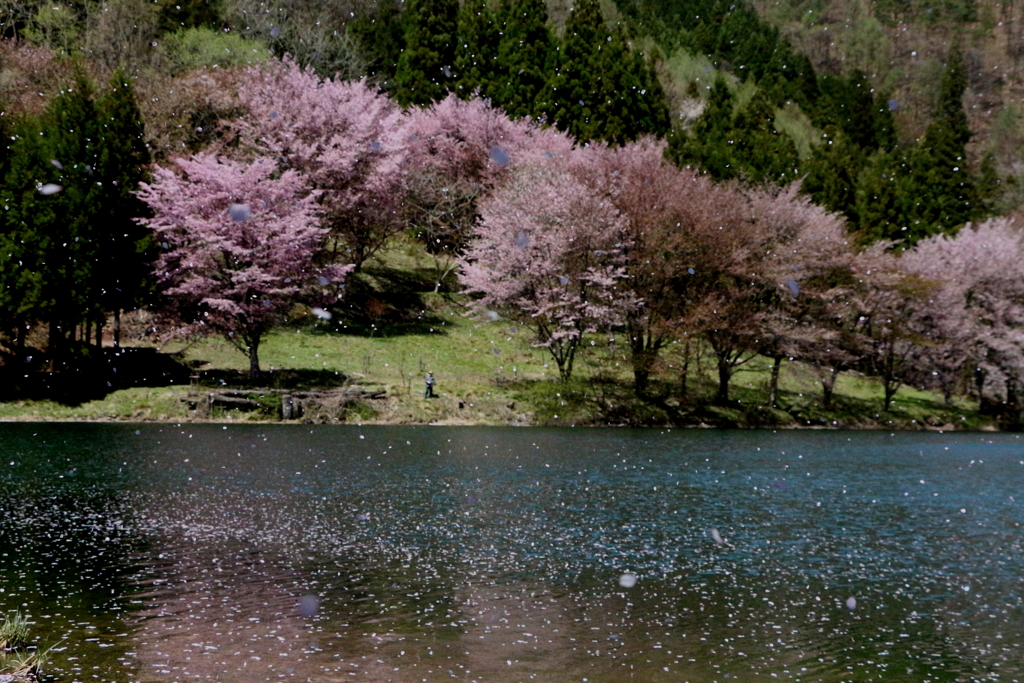 桜吹雪