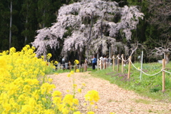 坪井のしだれ桜