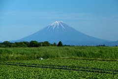 私の富士