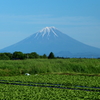 私の富士