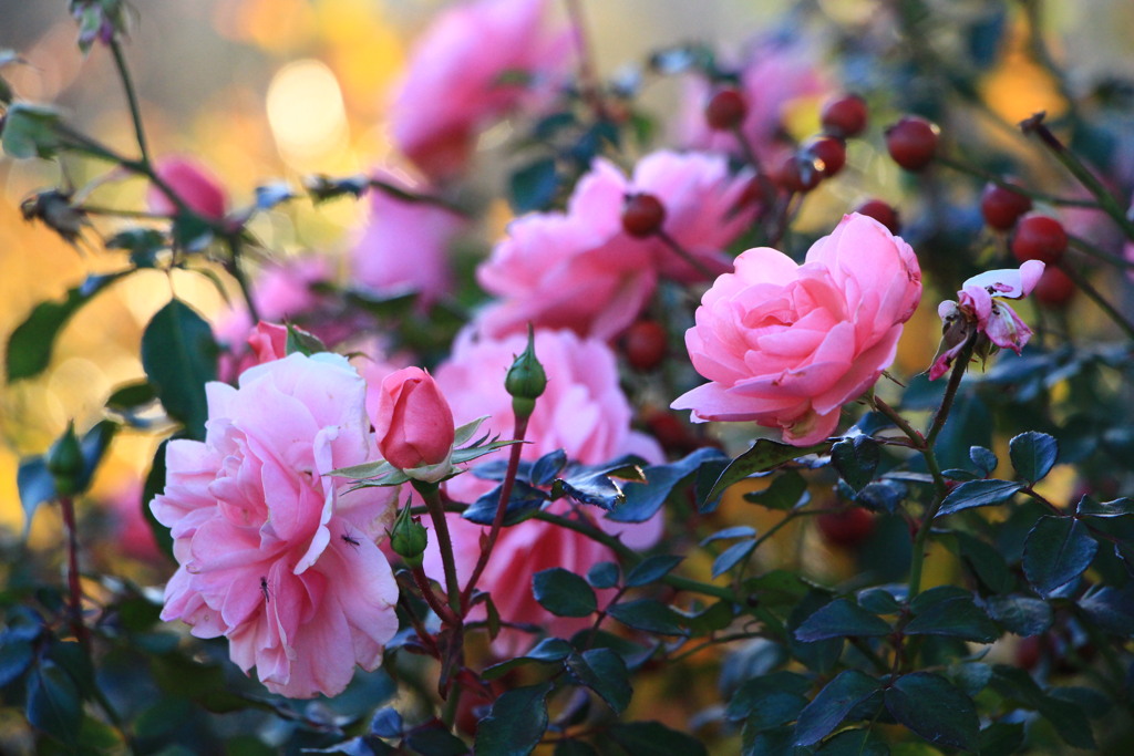 晩秋の薔薇