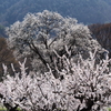 あんずの巨木