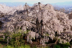 泉小太郎桜