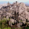 泉小太郎桜