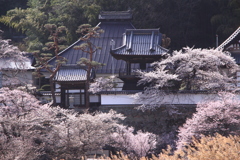 大雲寺の桜