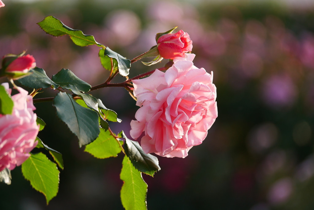 公園の薔薇