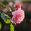 公園の薔薇