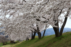 土手の桜