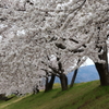 土手の桜