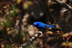 青い鳥