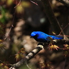 青い鳥