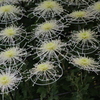 菊