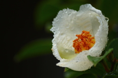 庭の沙羅の花