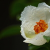 庭の沙羅の花