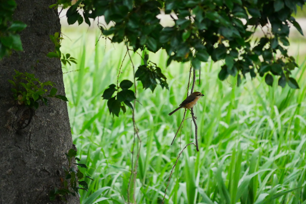 木陰のモズ君