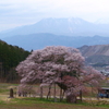 黒部のエドヒガン桜