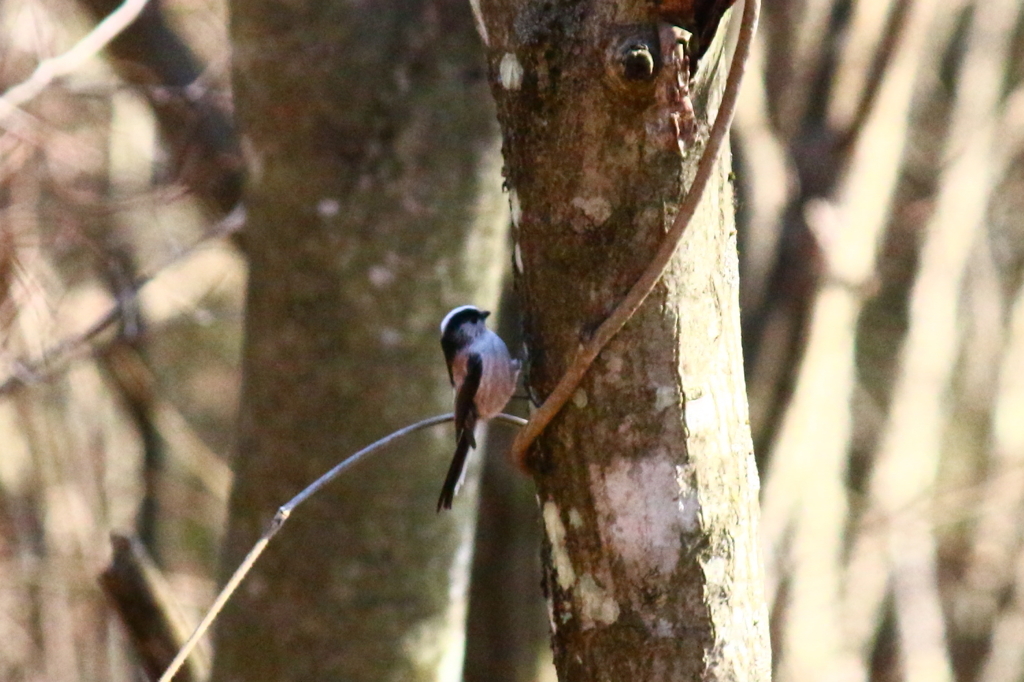 あなたは　だ～れ？