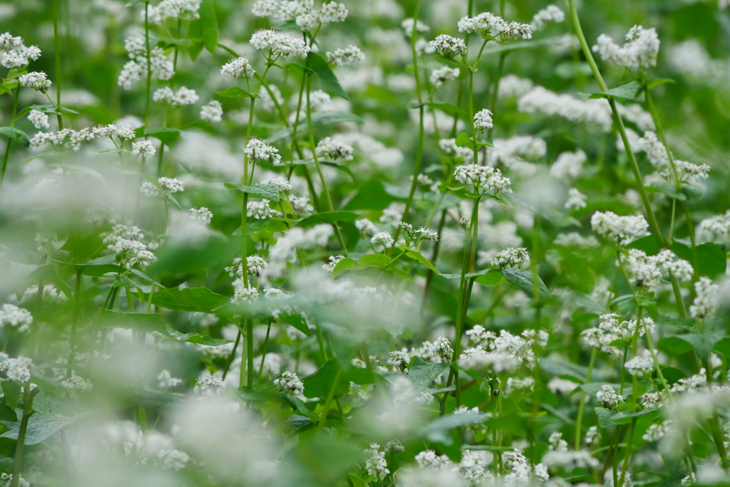蕎麦の花