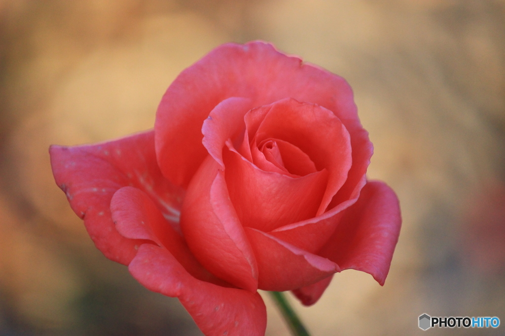 ピンクの薔薇