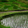 棚田