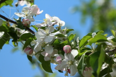 リンゴの花