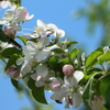 リンゴの花