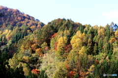 紅葉