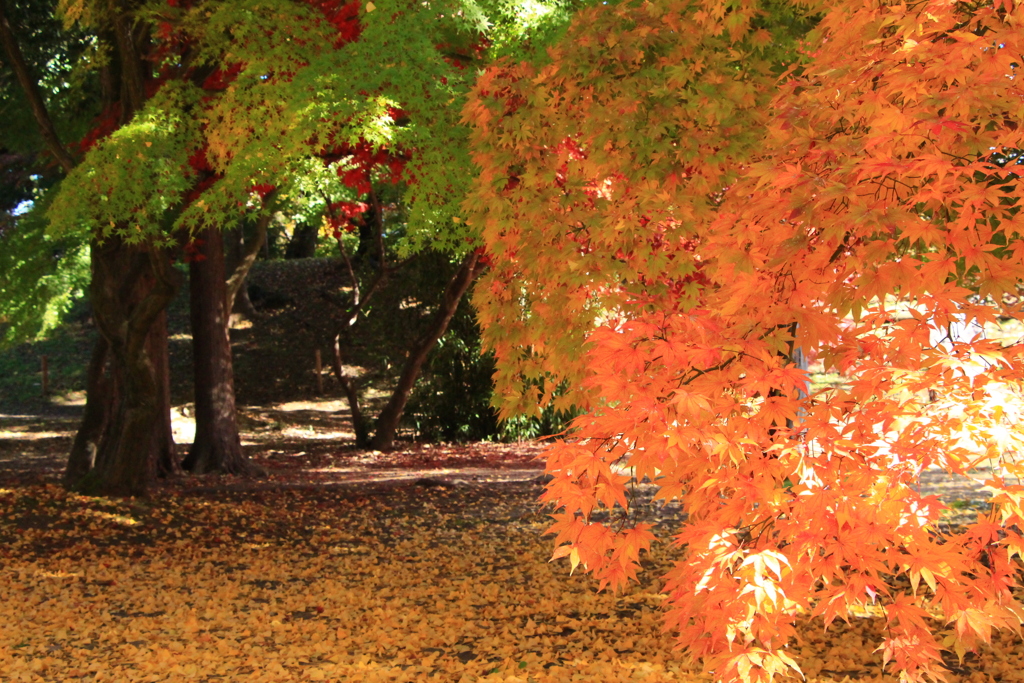 紅葉