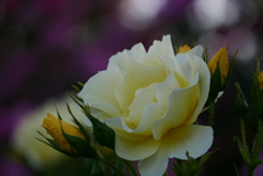 公園の薔薇