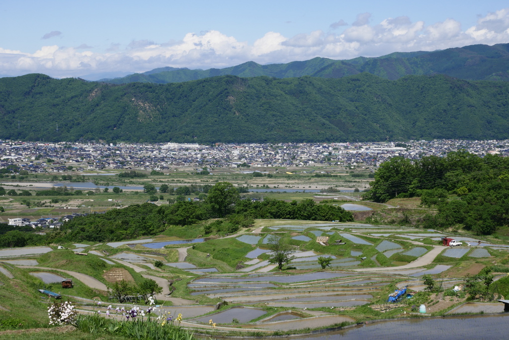 棚田