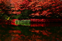 紅葉の池