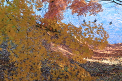 お堀の紅葉
