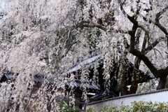 光林寺の枝垂桜