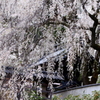光林寺の枝垂桜