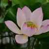 蓮
