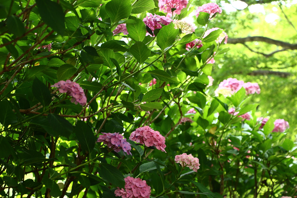 紫陽花