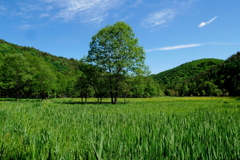 居谷里湿原