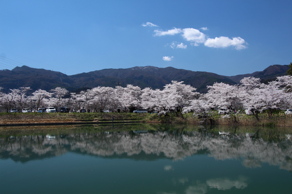 信州の桜