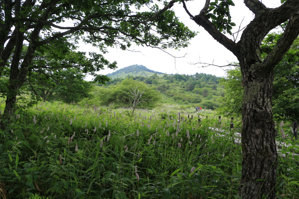 木陰