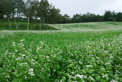 高原の蕎麦畑