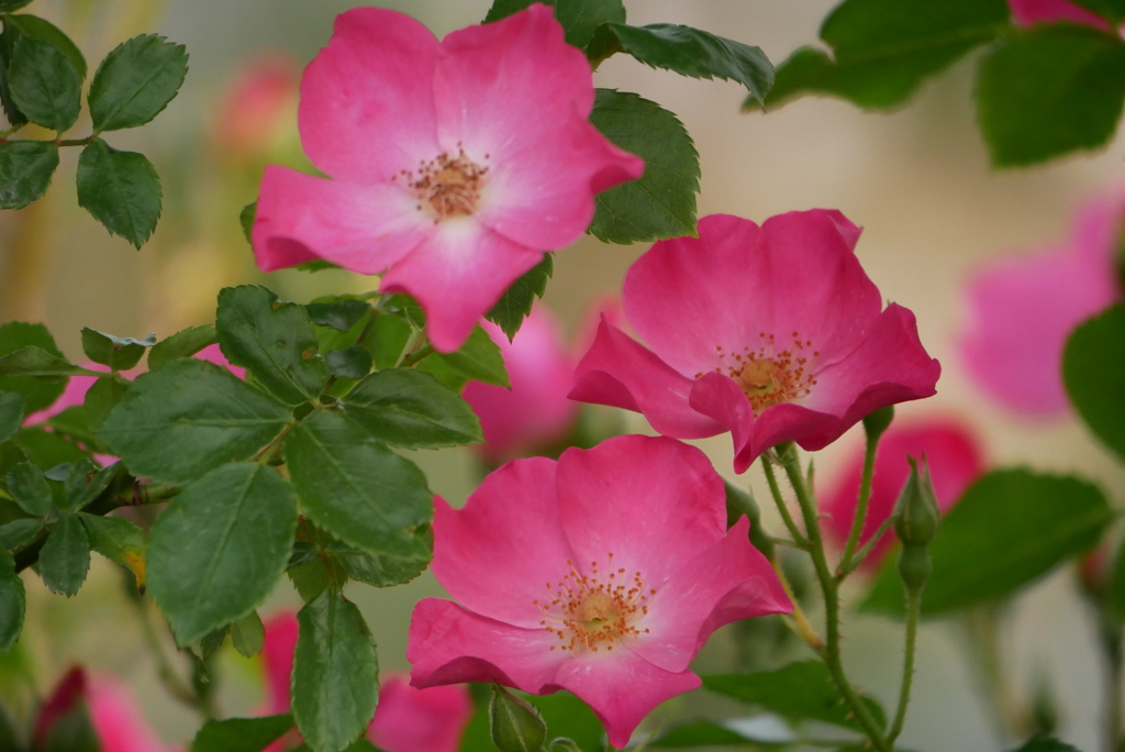 薔薇の花