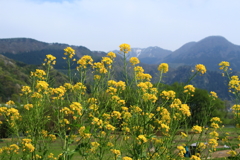 飯山の菜の花畑