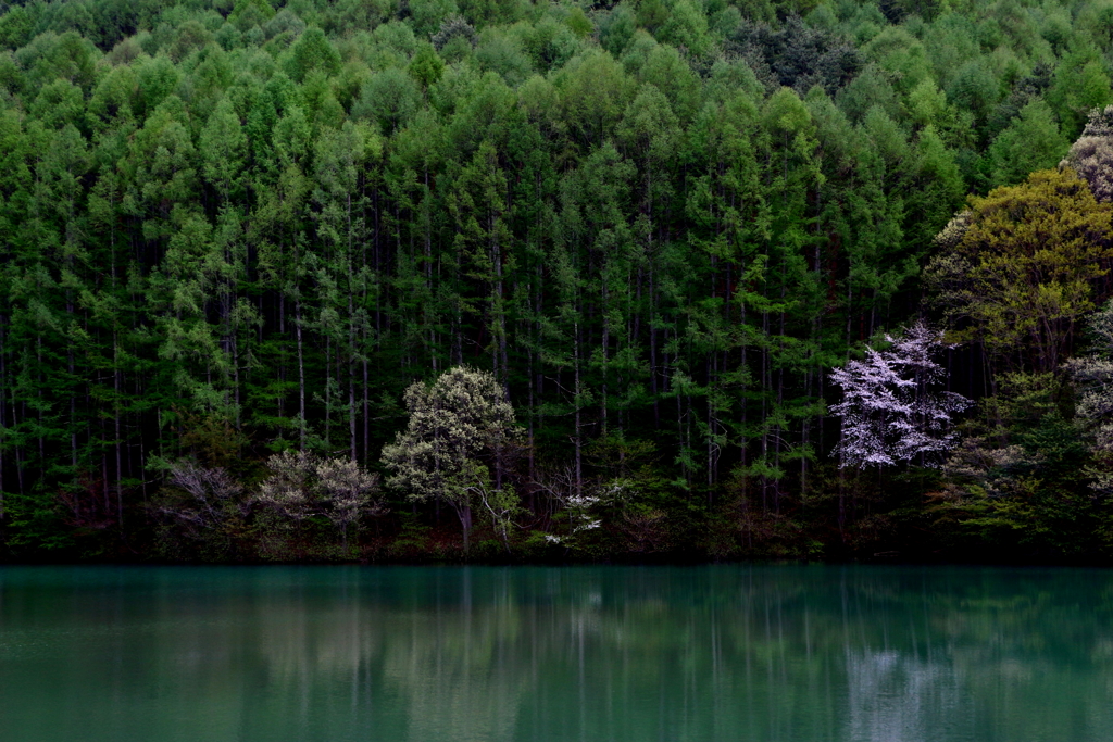 ダム湖の春