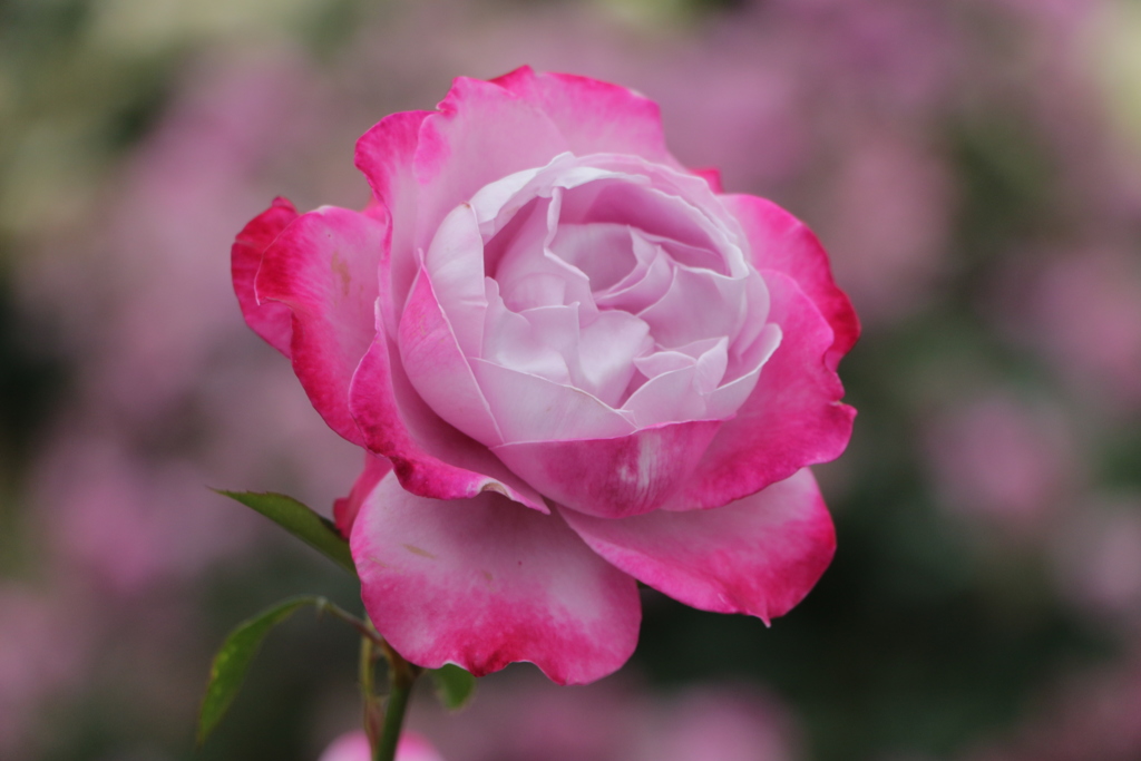薔薇